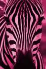 Bright Zebra Art Print
