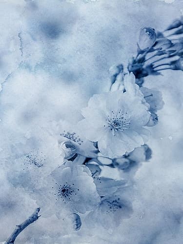 Blue Watercolor Flower Art Print
