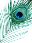 Feather Art Print