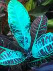 Tropical 1 Art Print