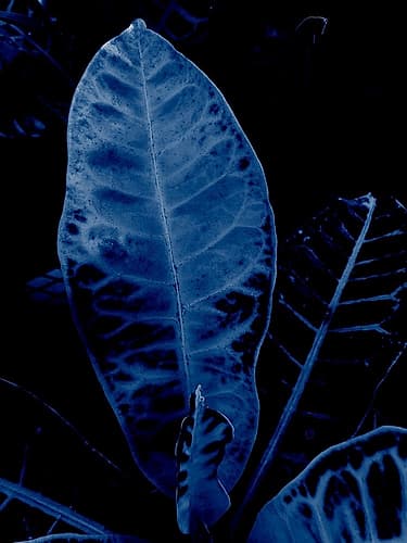 Tropical 2 Modern Print