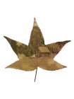 Cottage Leaf 2 Art Print