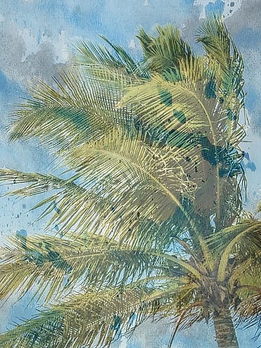 Palm  Tree Coastal Print