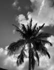 BVI 4 Art Print