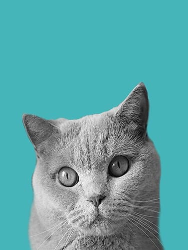 Purfect Cat Animaux reproduction