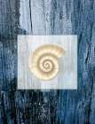 Sea Shell Art Print
