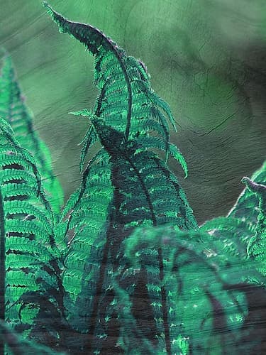 Grove Tropical Print