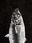 Black Fin Art Print