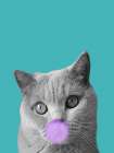 Bubble Cat Art Print