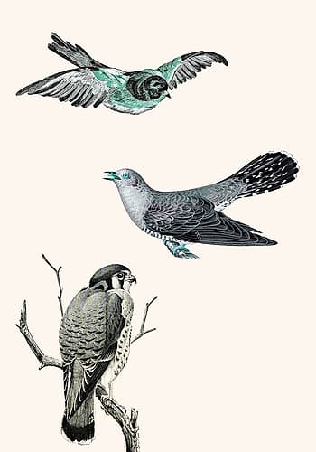 Birds 1 Art Print