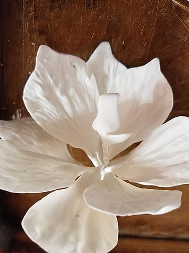 Orchid Love Art Print