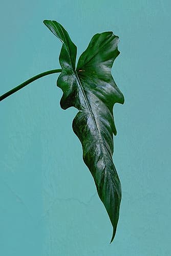 Leaf Me Alone Art Print