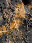 Gold Sticks 1 Art Print