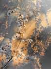 Gold Sticks 4 Art Print