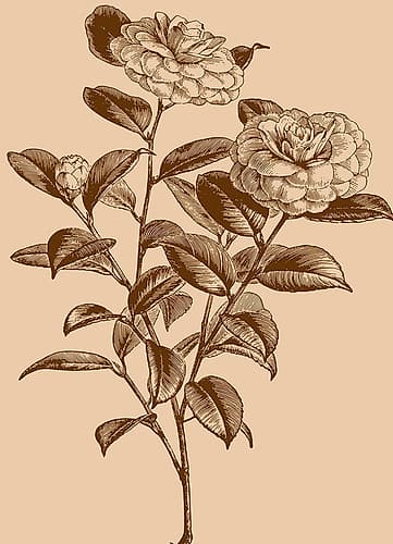 Santos Rose Art Print