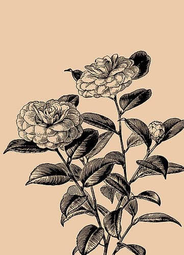 Santos Rose 2 Art Print