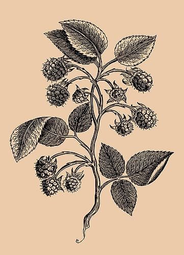 Santos Rose 3 Art Print