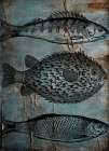 Old Fish Market 2 Coastal Print