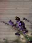 Lavender Dream Bathroom Art Print