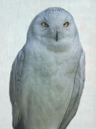 Owlways Art Print