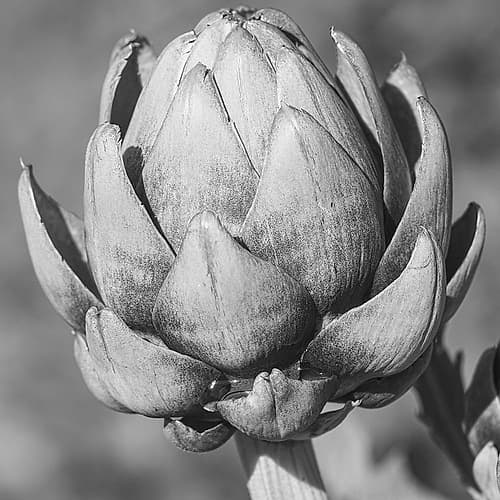 Artichoke Food Print