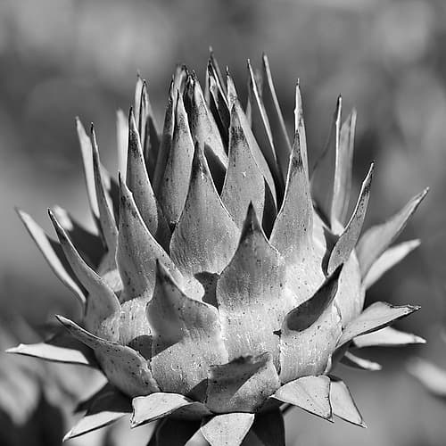 Artichoke 2 Art Print