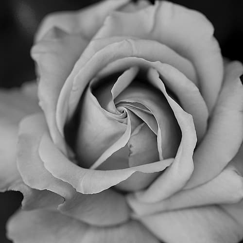 Beauty In Black Art Print