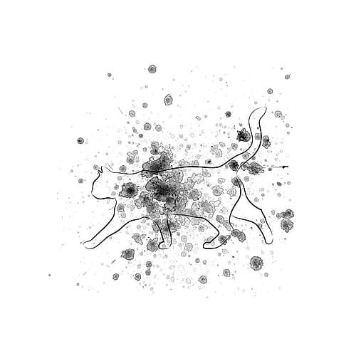 Catty Talk Animaux reproduction