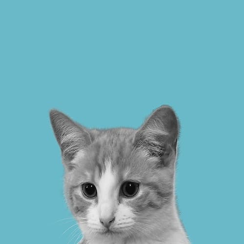 Good Cat Animaux reproduction