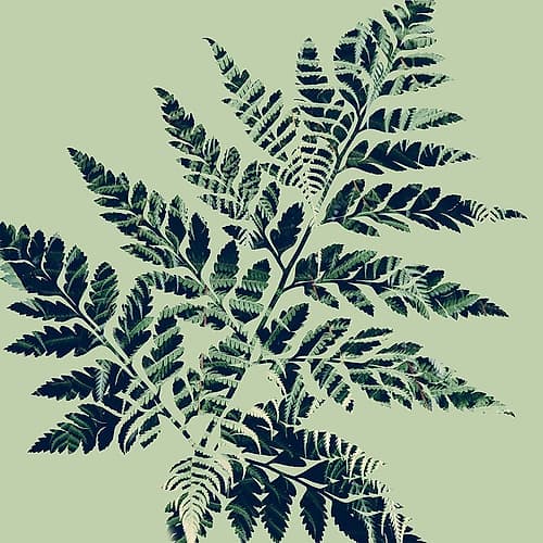 Paradise 2 Tropical Print