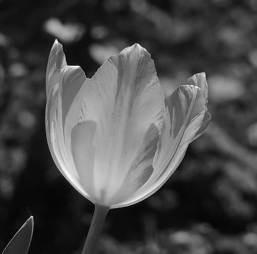Tulip BW 2 Art Print