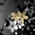 Black and Gold Beauty 1 Art Print