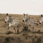 Young Runners Art Print