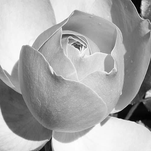 Misty Morning Rose Art Print