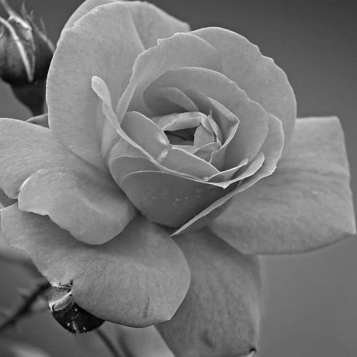 Morning Rose Art Print