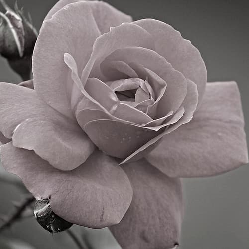 Morning Rose 2 Art Print