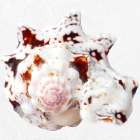Deep Sea Treasure Art Print