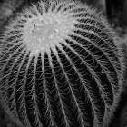 Prickly Bulb Art Print