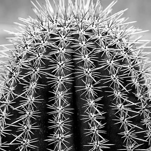 Prickly Bulb 2 Nature Print