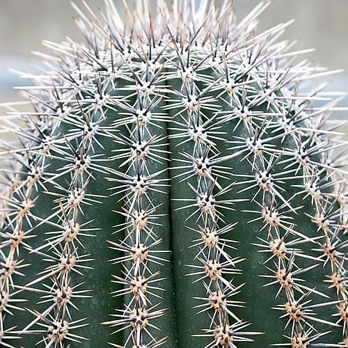 Prickly Bulb 3 Nature Print