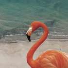 Flamingbay Art Print