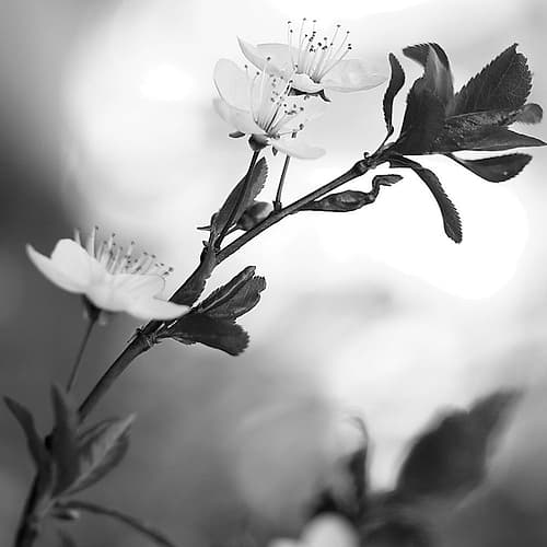 Blooming Black Art Print