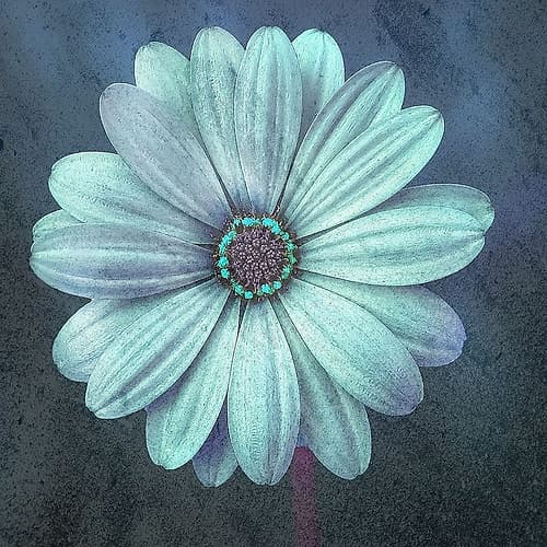 Petals Art Print