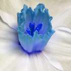 Floral Bud Art Print