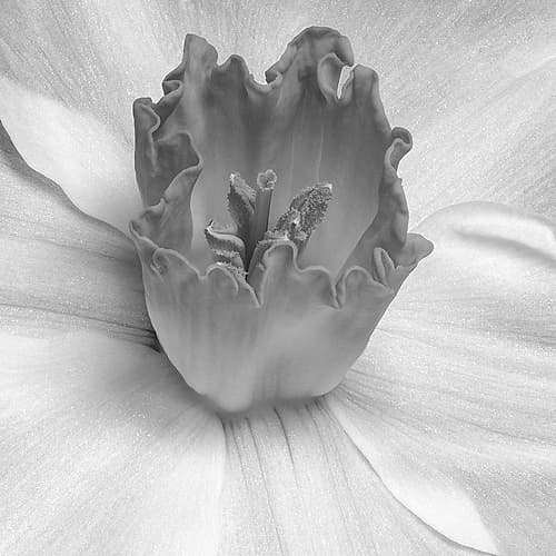 Floral Bud 2 Art Print