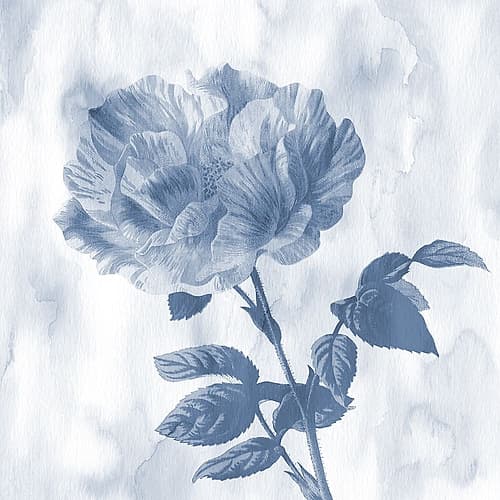 Blue Rose Art Print