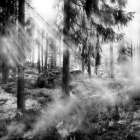Black Forest 2 Art Print
