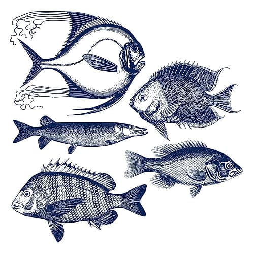 Fishes Art Print