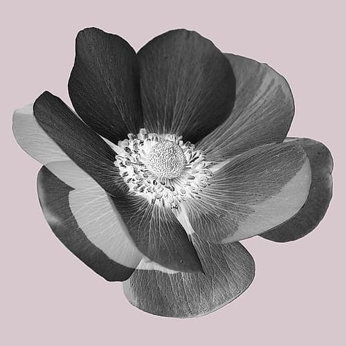 My Heart Art Print