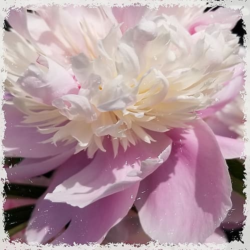 Pink Petals Art Print